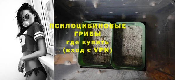 прущие грибы Гусев